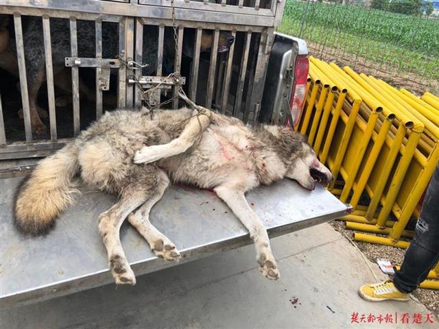 鄂州一只犬科动物出逃，多部门联合搜捕将其击毙