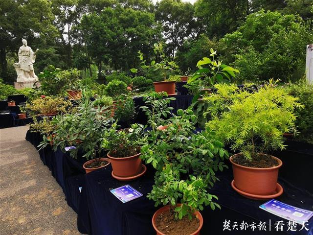 最新国内新闻：又香又美的植物展！武汉植物园推出芳香和染色植物展