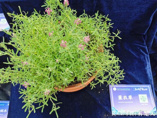 最新国内新闻：又香又美的植物展！武汉植物园推出芳香和染色植物展