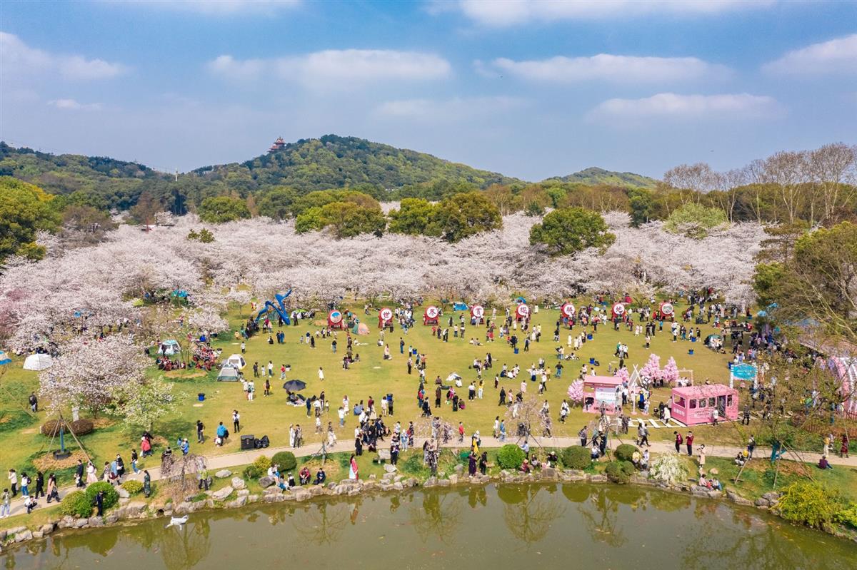 武汉东湖樱花园4月6日闭园休整,明年不见不散